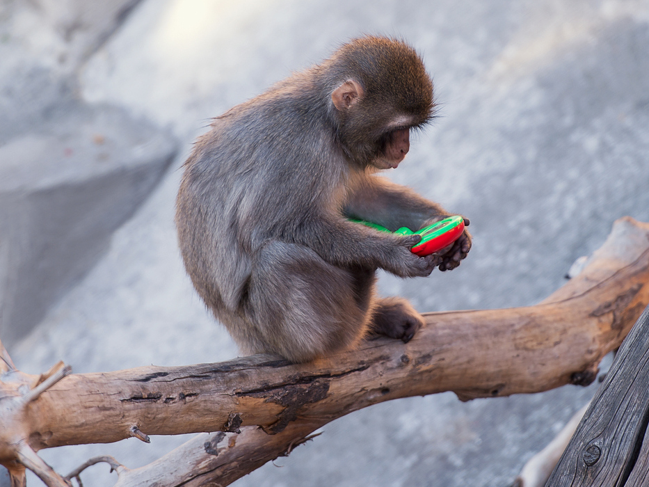 I know how to get the inflation monkey off our back ...